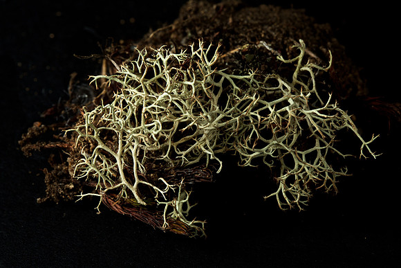 Lichen