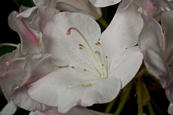 Rhodendron 'Jane Grant' (2)