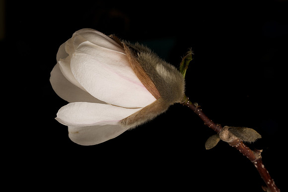 Lincoln Magnolia