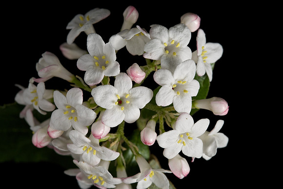 Viburnum