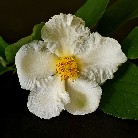 Stewartia pseudocamellia