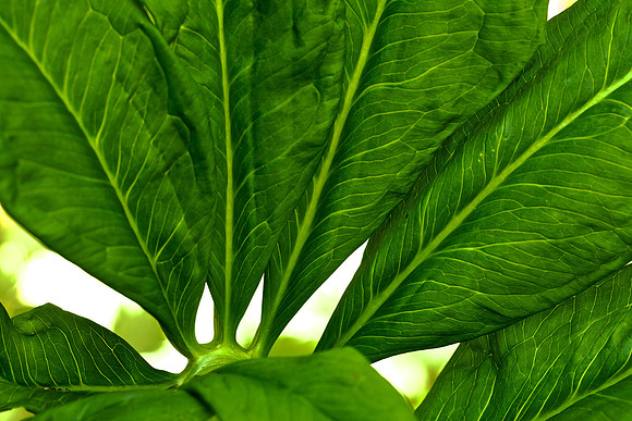 Arisaema dracontium