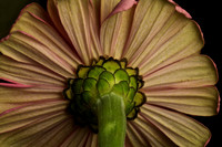 Pink Zinnia (1)