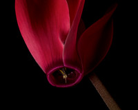 Christmas Eve Flower- Cyclamen I