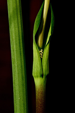 Arisaema dracontium