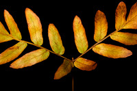 Fall Fern II