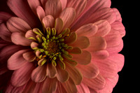 Pink Zinnia