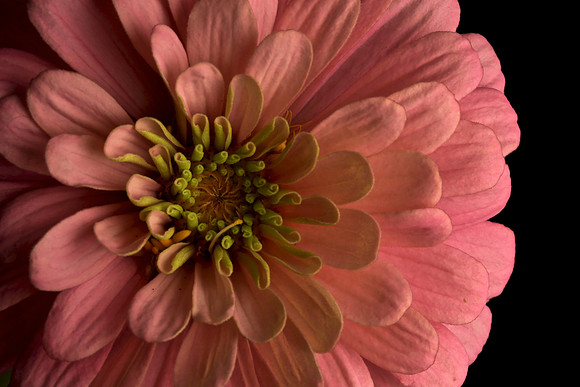 Pink Zinnia