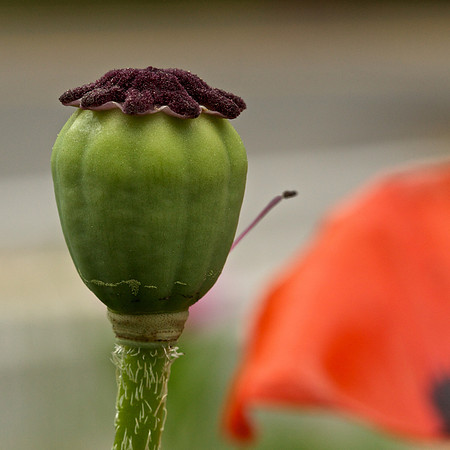 Poppy