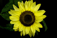 Blue Heron Sunflower
