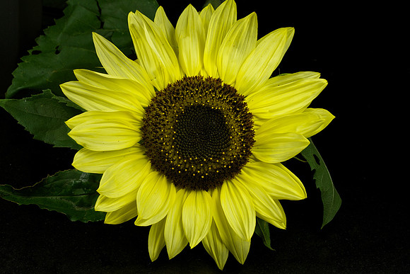 Blue Heron Sunflower