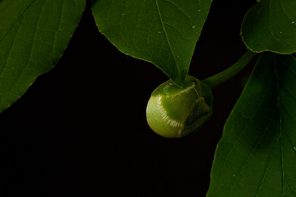 Stewartia pseudocamellia (1)