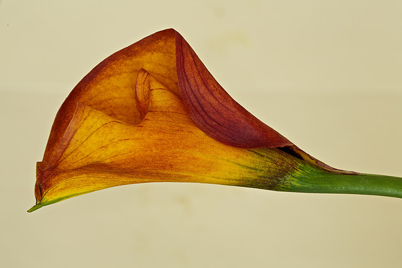 1st Photo of 2013- Calla