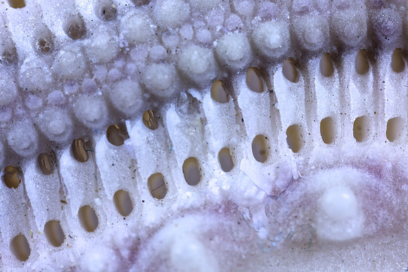 Purple urchin