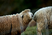 Audubon Sheep