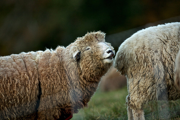 Audubon Sheep