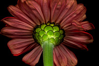 Blue Heron Zinnia (1)