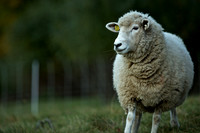 Audubon Sheep (1)