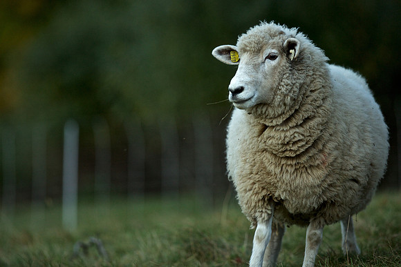 Audubon Sheep (1)