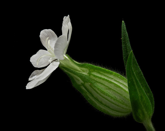 Silene Latifolia-White Campion