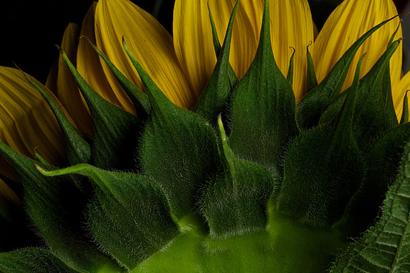 Blue Heron Sunflower