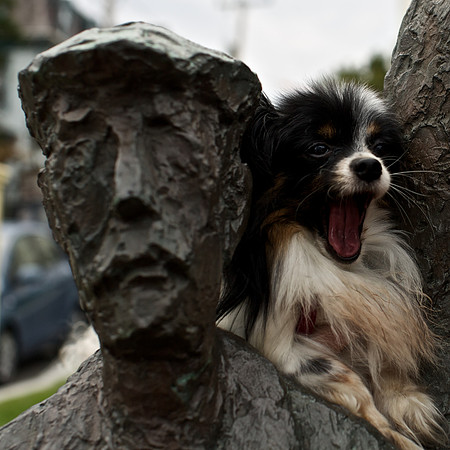 Sleepy Dog with Tourists