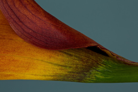Calla on Blue