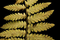 Fall Fern