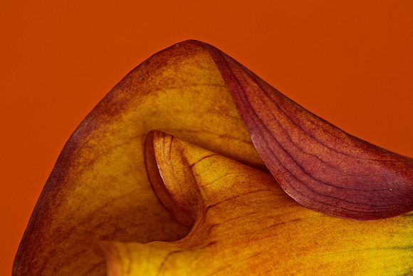 Calla on Orange