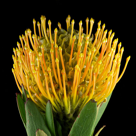 Protea (1)