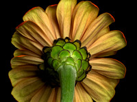 Orange Zinnia