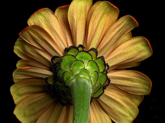 Orange Zinnia