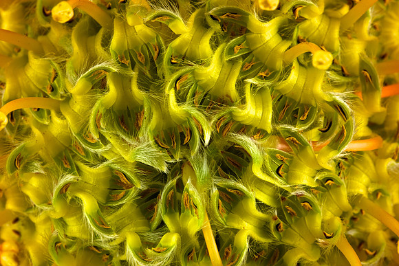 Protea (2)