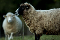 Audubon Sheep