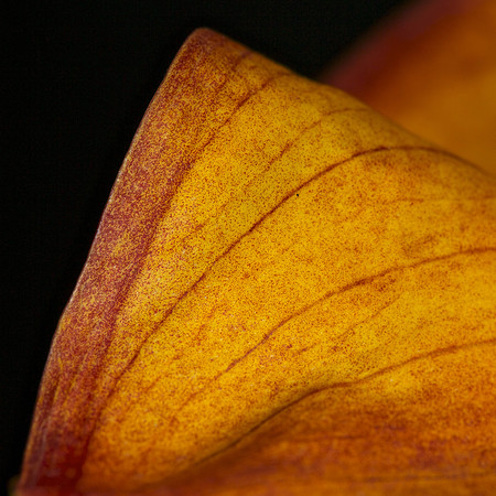 Calla on Black