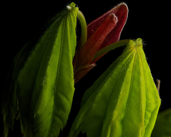 Shirasawanum