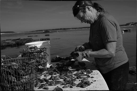 Oyster Farming-11