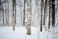 Blizzard Feb 26