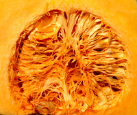 260511 Butternut 2
