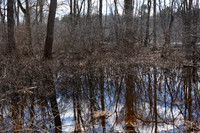 Vernal Pool Sherman Bridge Road