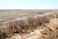 Plum Island Spring