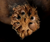 Lotus Root 2