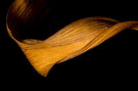 Wilted Phalaenopsis-2