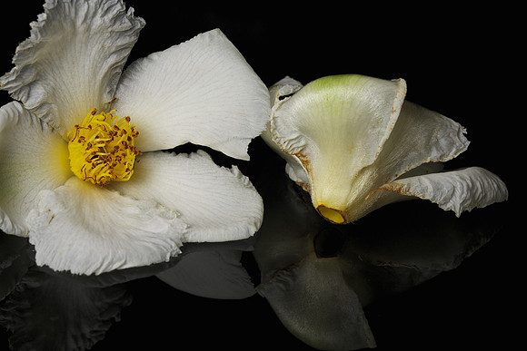 Stewartia pseudocamellia