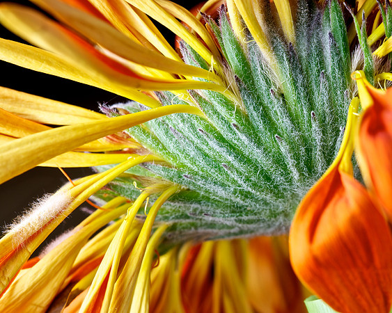 Gerber Daisy (2)