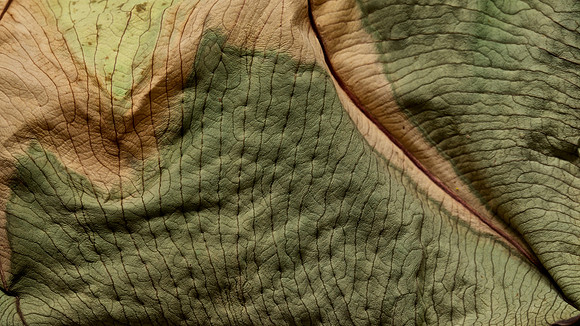 Wilted Leaf II