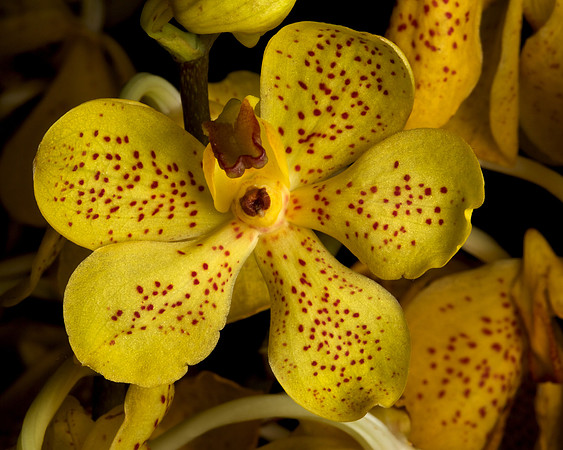 Wilting Orchid