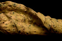 Wilted Sunflower Leaf-2