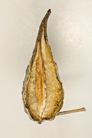 Milkweed