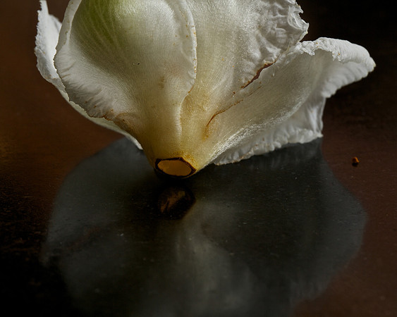 Stewartia pseudocamellia